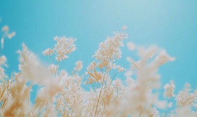 Sunny day, white pampas grass against a blue sky.