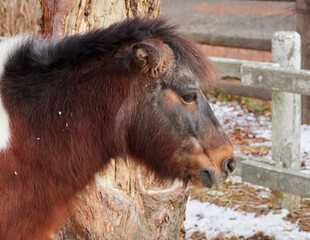 Fototapeta premium 冬の神戸市の六甲山牧場の可愛い馬の様子