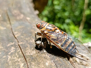 cicada resting on a tree, Misiones jungle