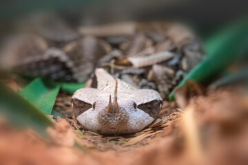 Gaboon Vipers live in rainforests and wet areas in parts of Central, East and West Africa
