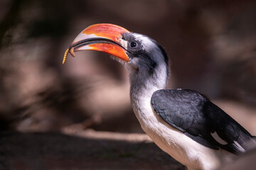 Von der Decker's hornbills live in Eastern Africa and have their young in a tree cavity