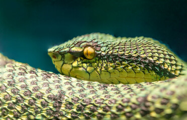 Closeup of a Temple Viper resting on a branch and can be found in Southeast Asia