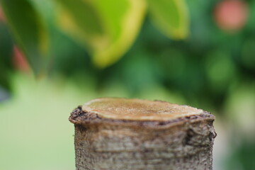 wood cut for product placement with blurred nature background