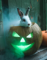 AI generated image of a pet bunny rabbit sitting inside a Halloween jack o’lantern.
