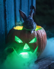 AI generated image of a pet bunny rabbit sitting inside a Halloween jack o’lantern.
