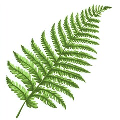 Vibrant Green Fern Frond Illustration