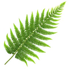 Vibrant Green Fern Leaf Isolated on White Background