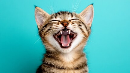 Cat laughing on simple blue backdrop with empty space for text, perfect for stock photos
