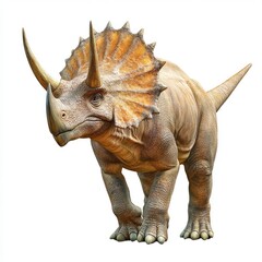Fototapeta premium A realistic depiction of a Triceratops dinosaur standing on a white background.