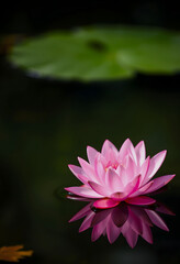 Pink Water Lily on Dark Water with Lily Pad - Serenity