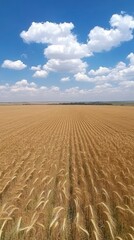 Fototapeta premium Golden Wheat Field Under a Blue Sky With Clouds