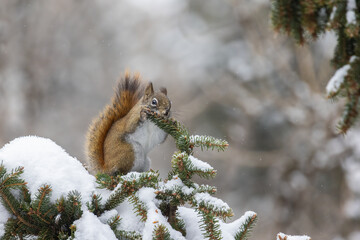 American red squirrel (Tamiasciurus hudsonicus) feeding in winter