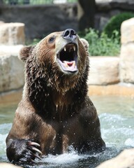 A roaring bear splashes in water, showcasing its powerful presence and natural behavior.