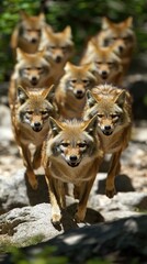 A group of coyotes walking confidently towards the camera in a natural setting.
