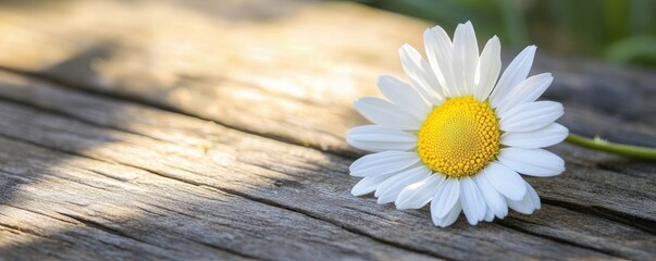Obraz premium A daisy rests on a rustic wooden surface, highlighting nature's beauty and simplicity.