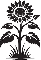 Black and white flower isolated