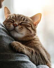 A person holding a content tabby cat, showcasing warmth and affection.