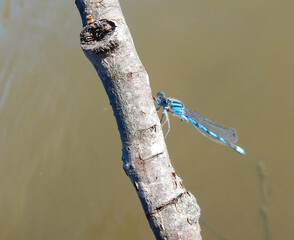 blue damselfly 