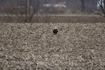 Bald Eagle