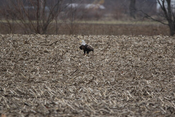 Bald Eagle