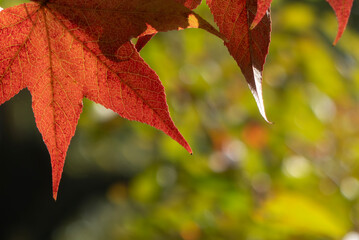 大きなフウノキの葉の紅葉