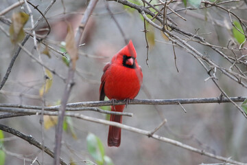Cardinal