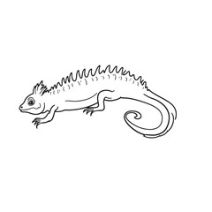 Amphibians are those animals on white background 
Frog, Crocodile, Alligator, Monitor lizard, Salamander, Toad, Newt, Iguana, Snake, Green dragon lizard, Snake