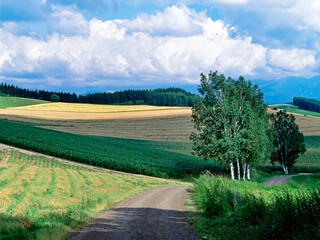 白樺並木と路（美瑛町）