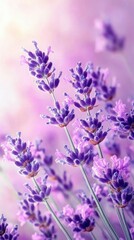Obraz premium Delicate Lavender Blossoms in Soft Purple Hues