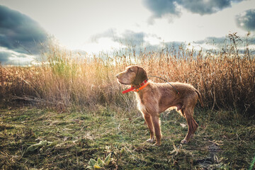 real photo, hunting dog, field, wire haired vizsla, sunlight, wirehair vizsla, wirehair, vizsla, bird dog