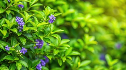 Lush and vibrant Duranta Erecta green leaves , foliage, plants, nature, botany, tropical, outdoor, garden, greenery, fresh, vibrant