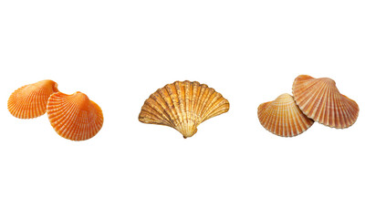 Seashell on white background
