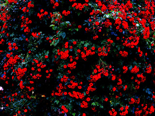 Filter effect rose photo