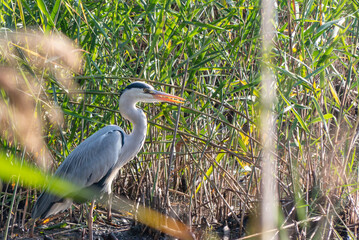 湖のサギ　アオサギ、シロサギ