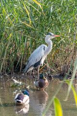 湖のサギ　アオサギ、シロサギ