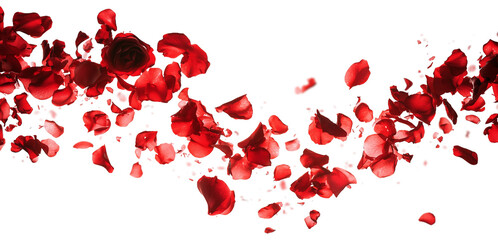 Red rose petals blowing in the air. Movement and natural flow with isolated against transparent background.