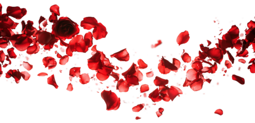 Red rose petals blowing in the air. Movement and natural flow with isolated against transparent background.