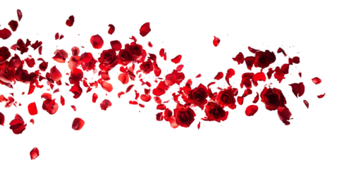 Red rose petals blowing in the air. Movement and natural flow with isolated against transparent background.