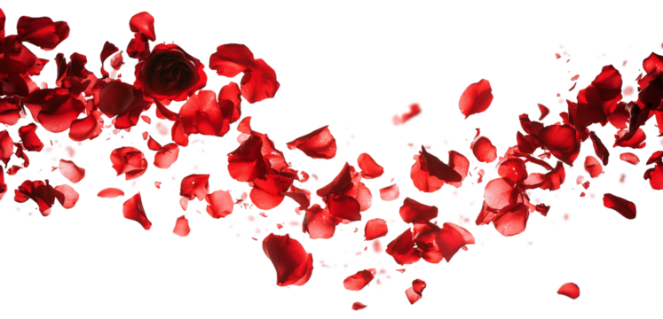 Red rose petals blowing in the air. Movement and natural flow with isolated against transparent background.