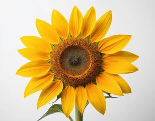sunflower isolated on white