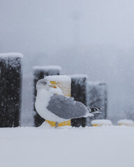 Snowy day in Helsinki before christmas