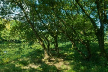 Beautiful green forest with sunlight filtering through trees, creating a tranquil oasis near water