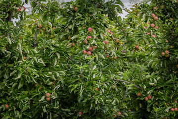 New Zealand apple orchard close up, seasonal workers