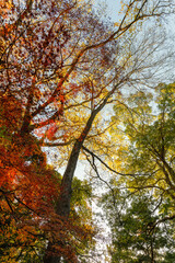 紅葉最盛期の成田山新勝寺
