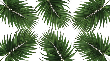 Obraz premium Close-Up of Monstera Deliciosa Leaves in Fan-Like Arrangement on transparent background