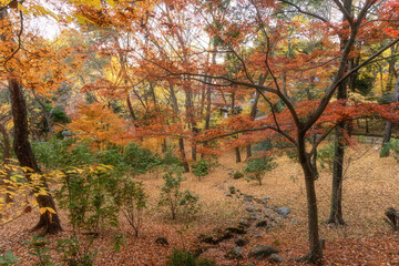 紅葉最盛期の成田山新勝寺
