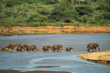 African elephant calf (baby) leading a herd across the Ewaso Nyiro river, Samburu National Reserve,...