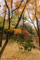 紅葉最盛期の成田山新勝寺
