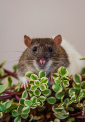 Cute rat close up sitting on house plant looking directly into camera