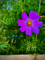 Obraz premium Purple Cosmos flowers in the garden, Natural Beauty, Floral, Outdoor Flower